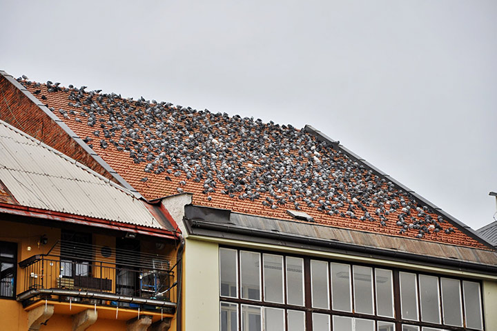 A2B Pest Control are able to install spikes to deter birds from roofs in St Neots. 