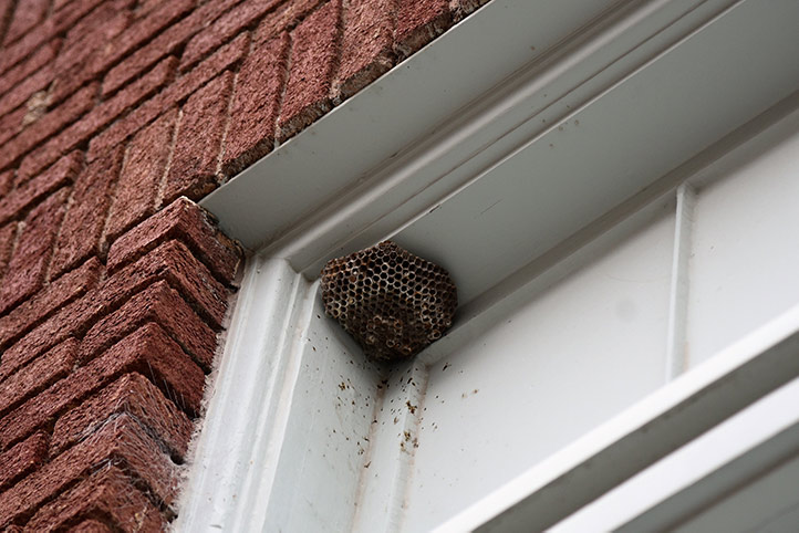 We provide a wasp nest removal service for domestic and commercial properties in St Neots.